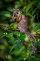 121 Rio Celeste, grote gevlekte boomeekhoorn